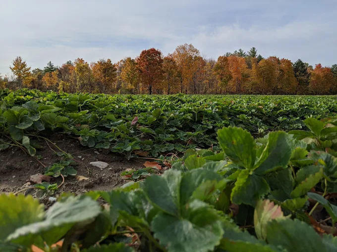 Rossview Farm