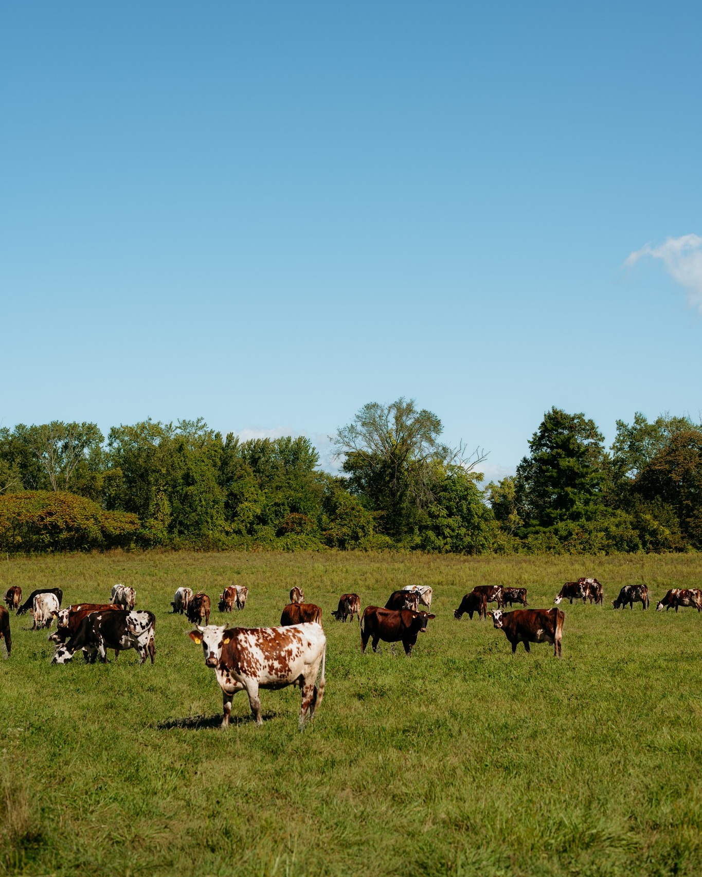 Brookford Farm