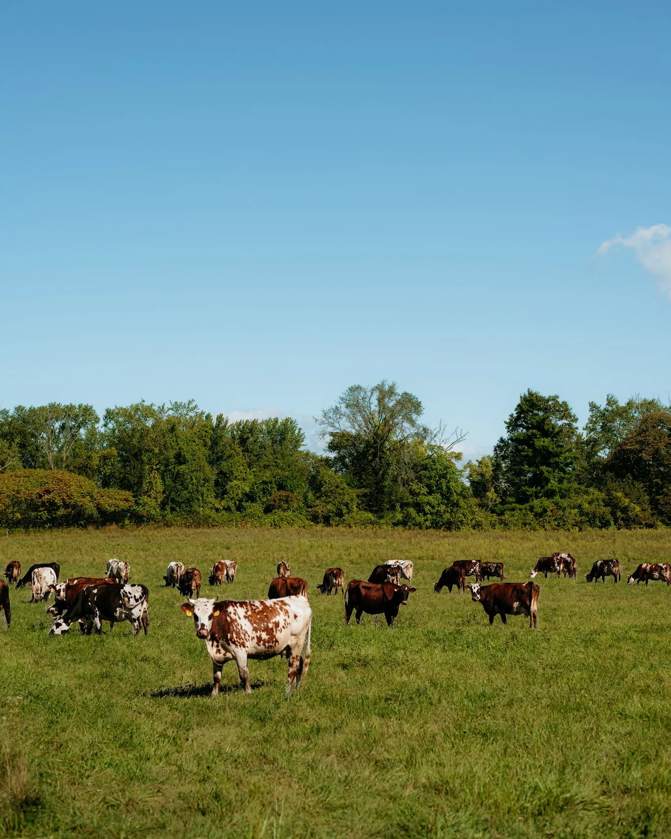 Brookford Farm