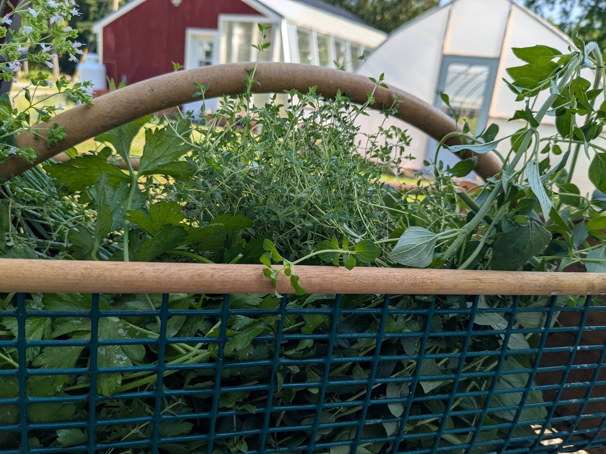 Papa Dean's Microgreens
