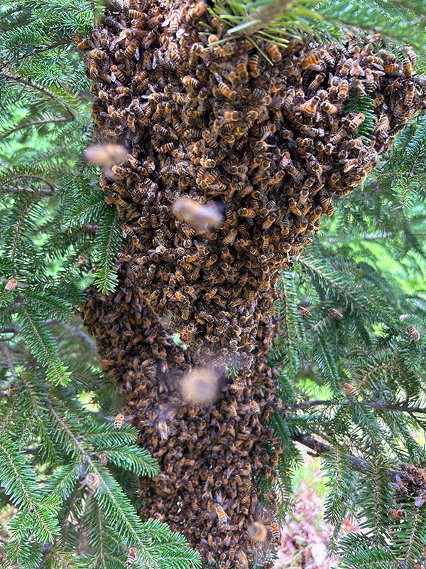 Sweet Farm Bees