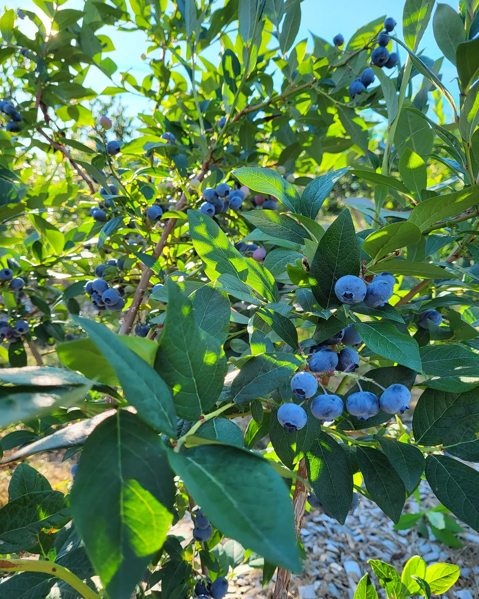 Bascom Road Blueberry Farm