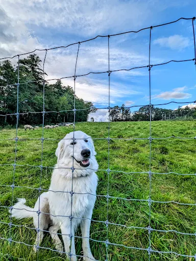Mayfair Farm