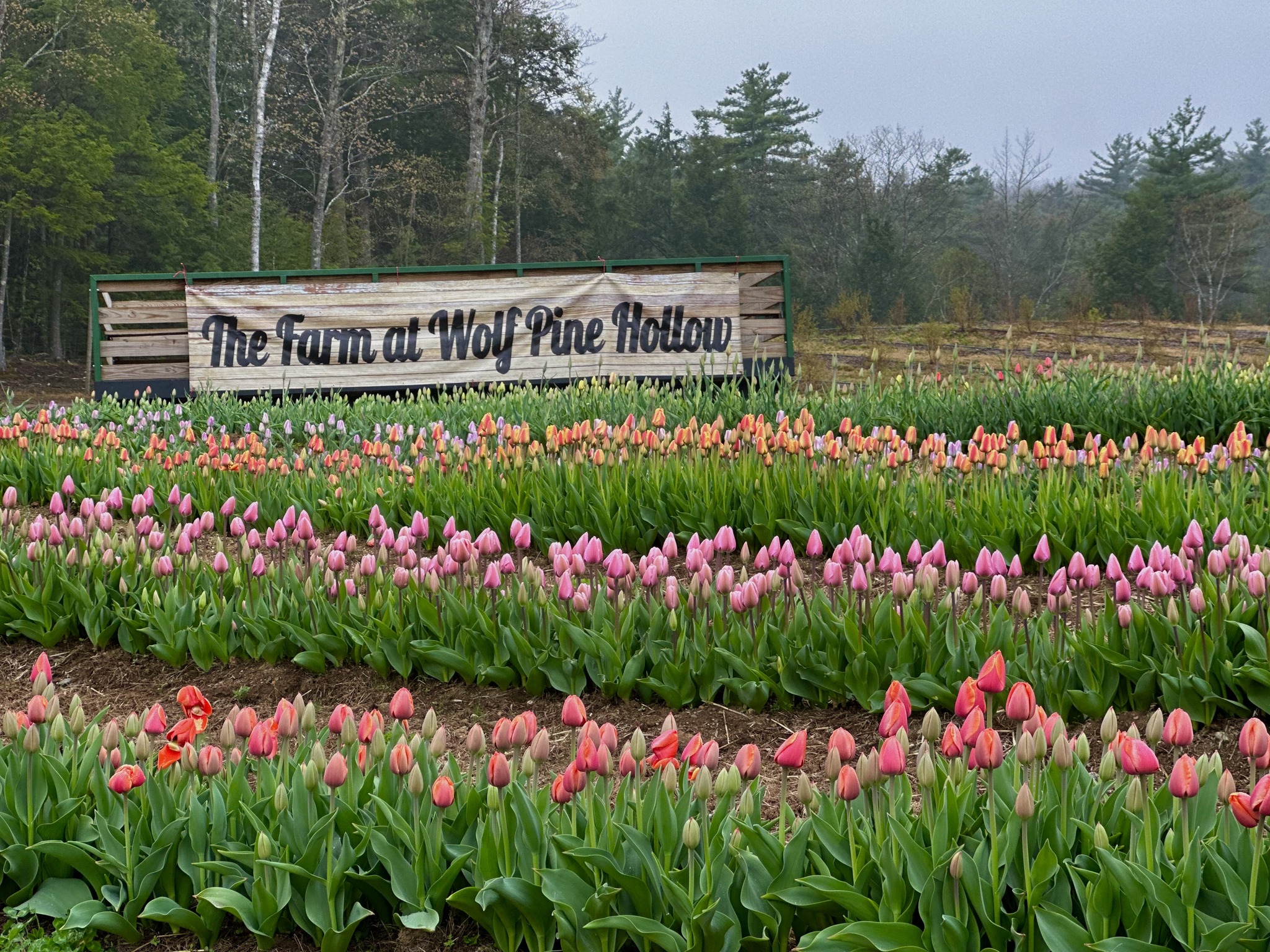 Wolf Pine Hollow