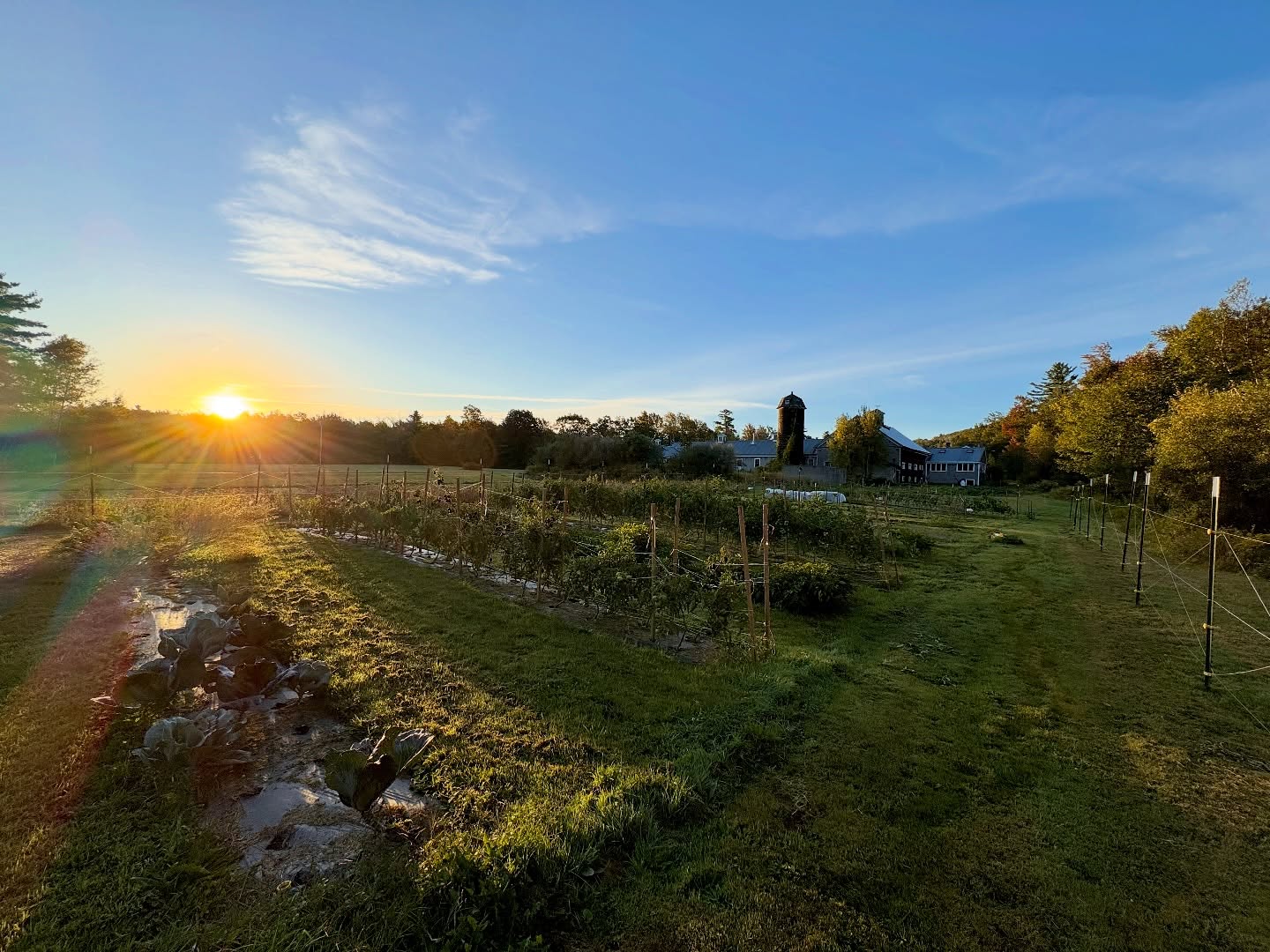 Hedera Farm