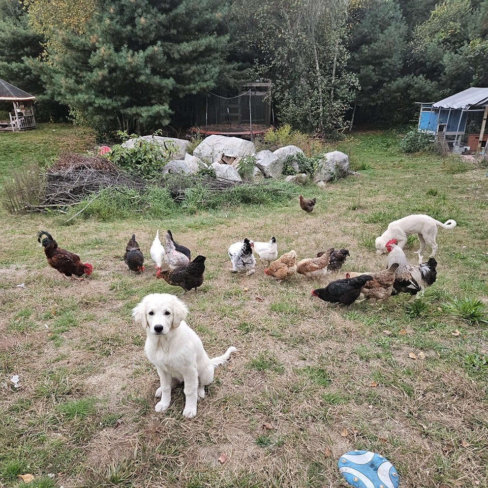 Hopeful Haven Homestead