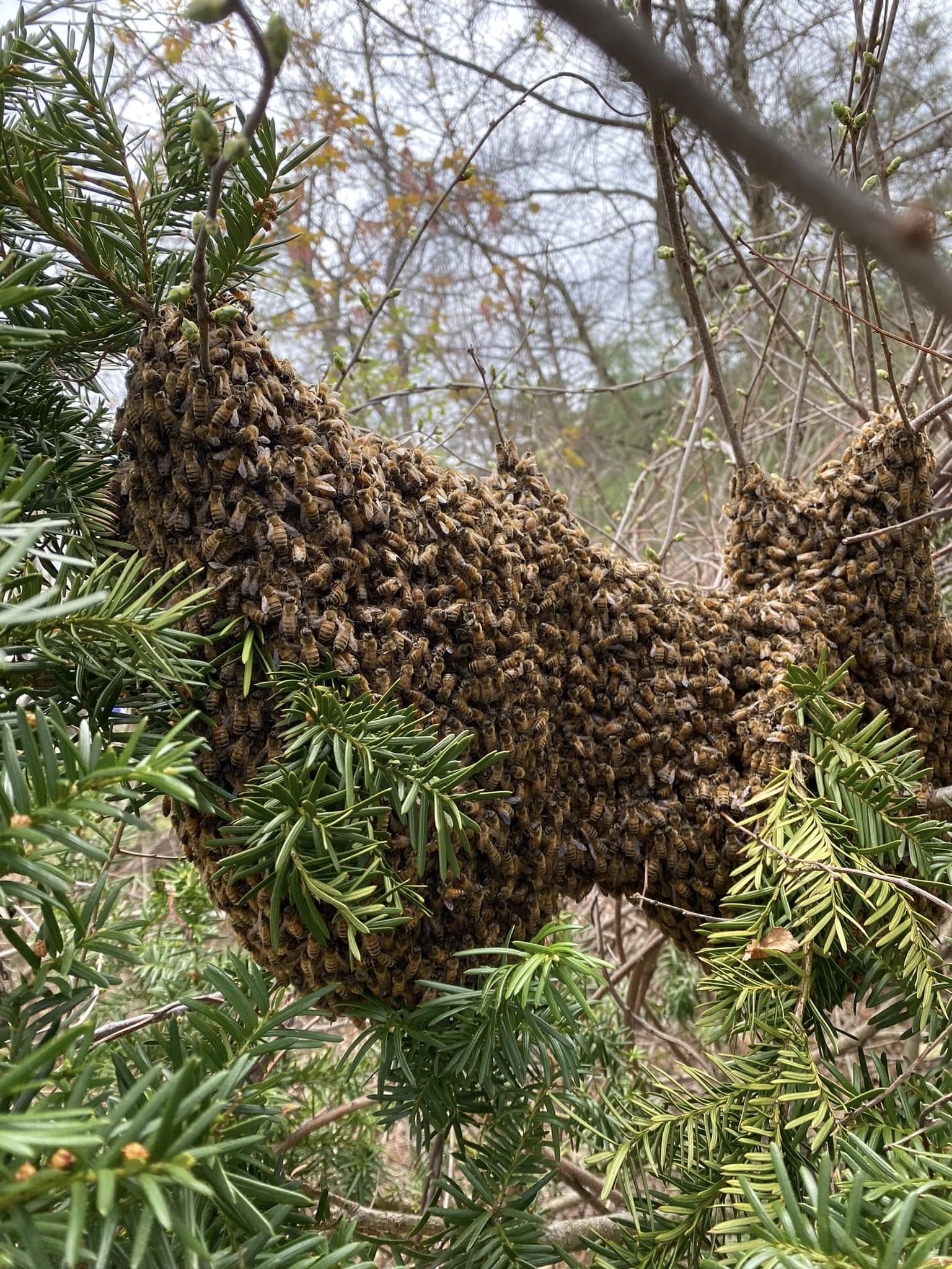 Busy Beezzz