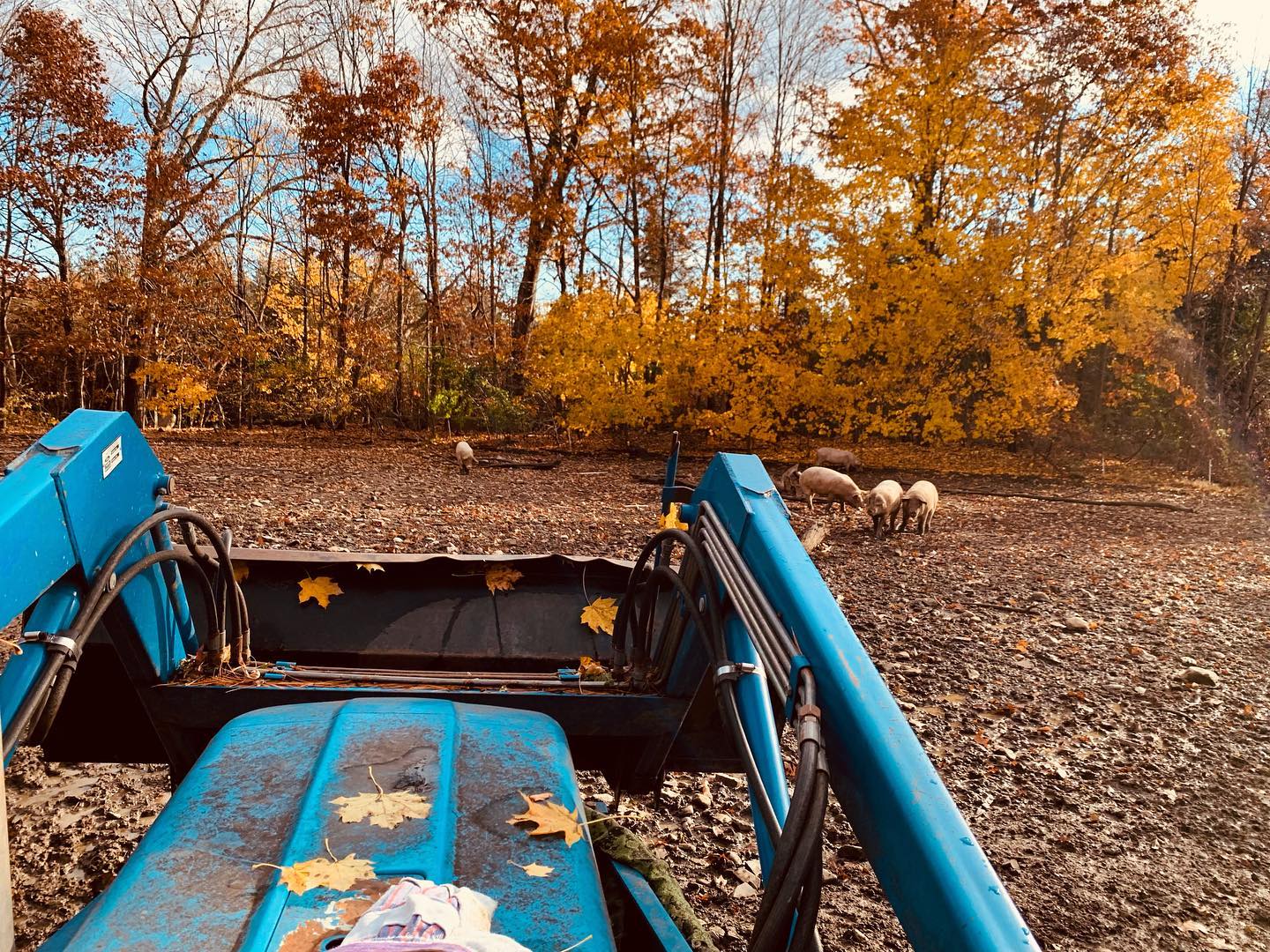 Kellie Brook Farm