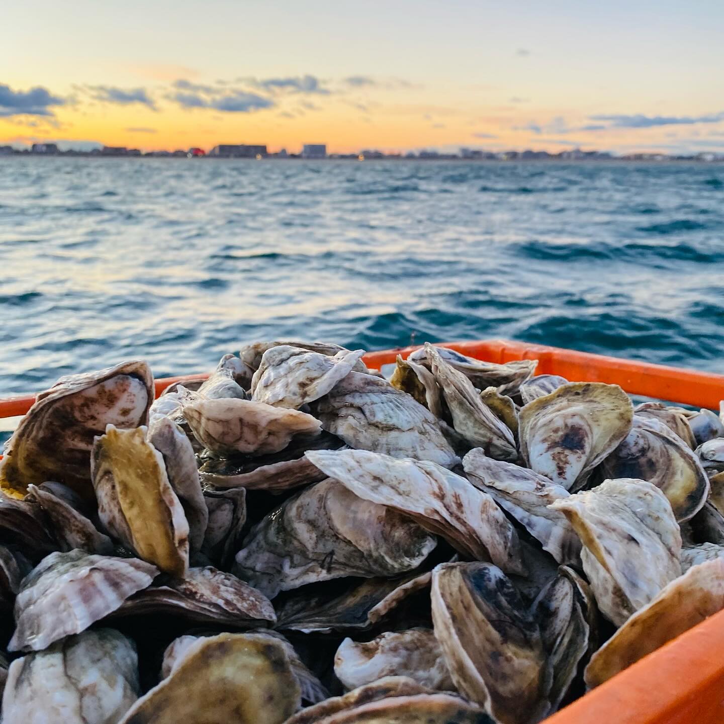 Swell Oyster Co.