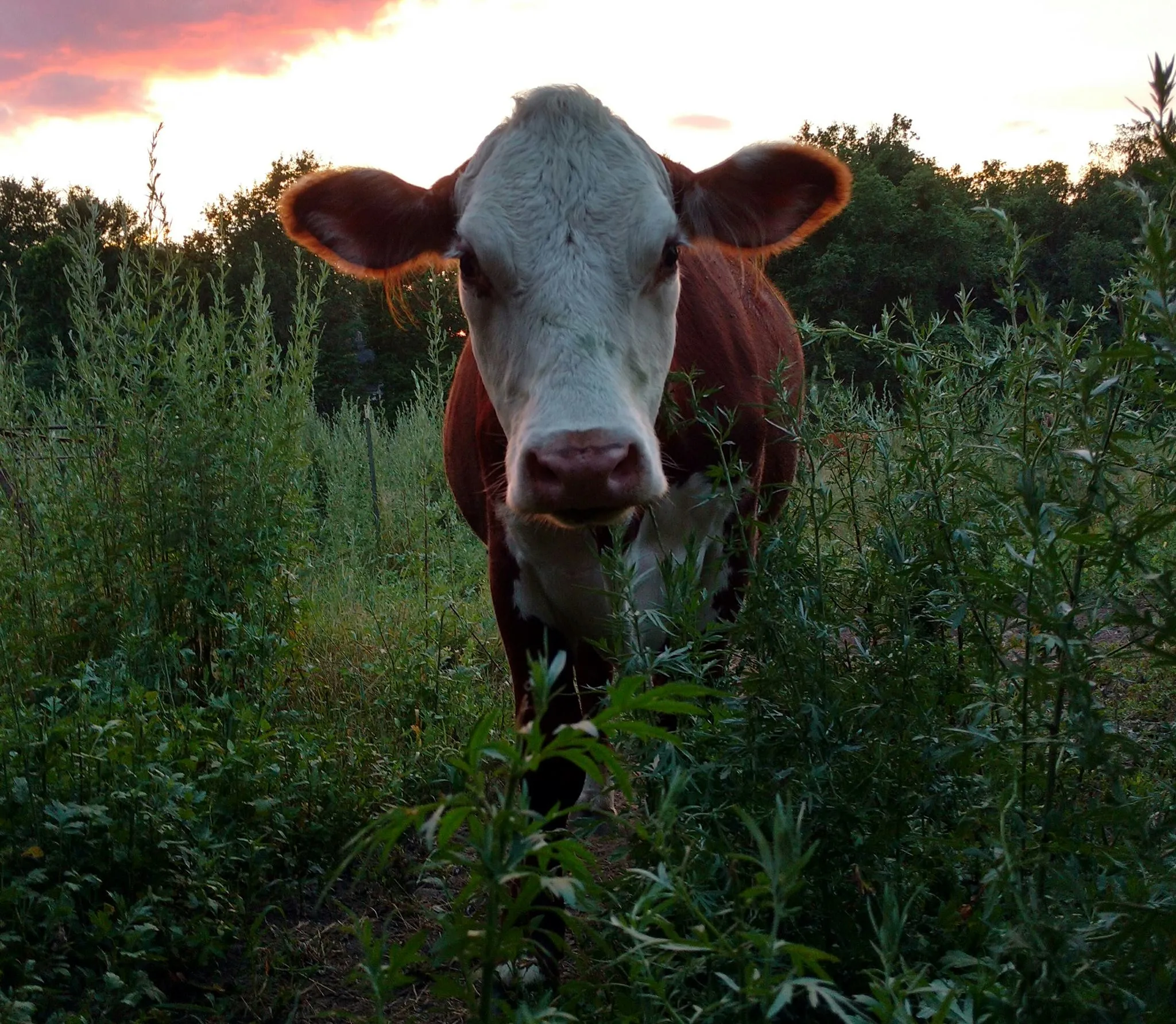 Coombs Farm