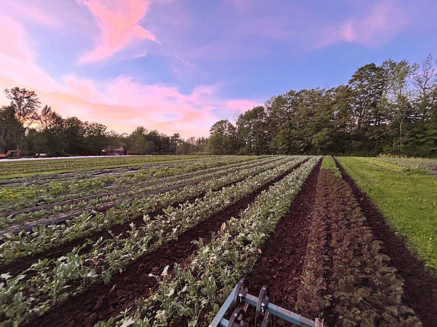 Dog Days Farm