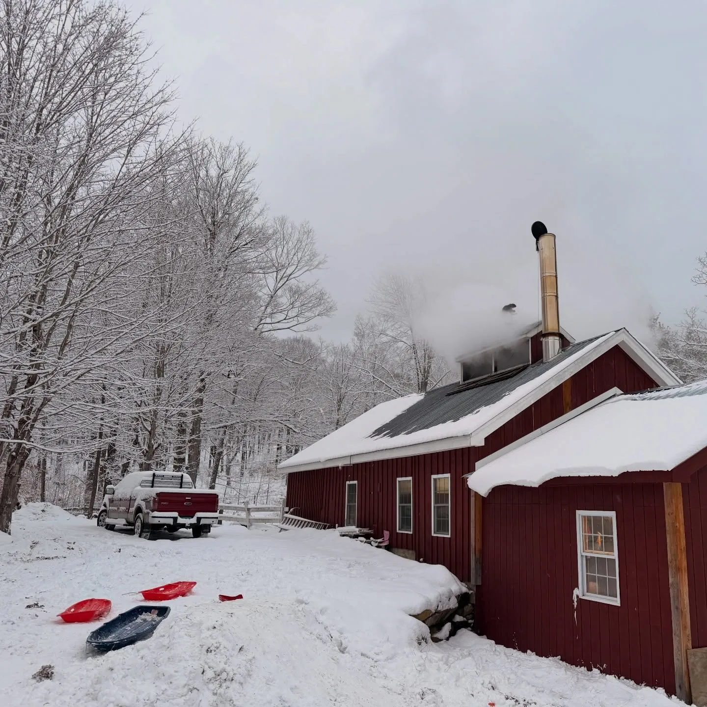 Bear Mountain Maple
