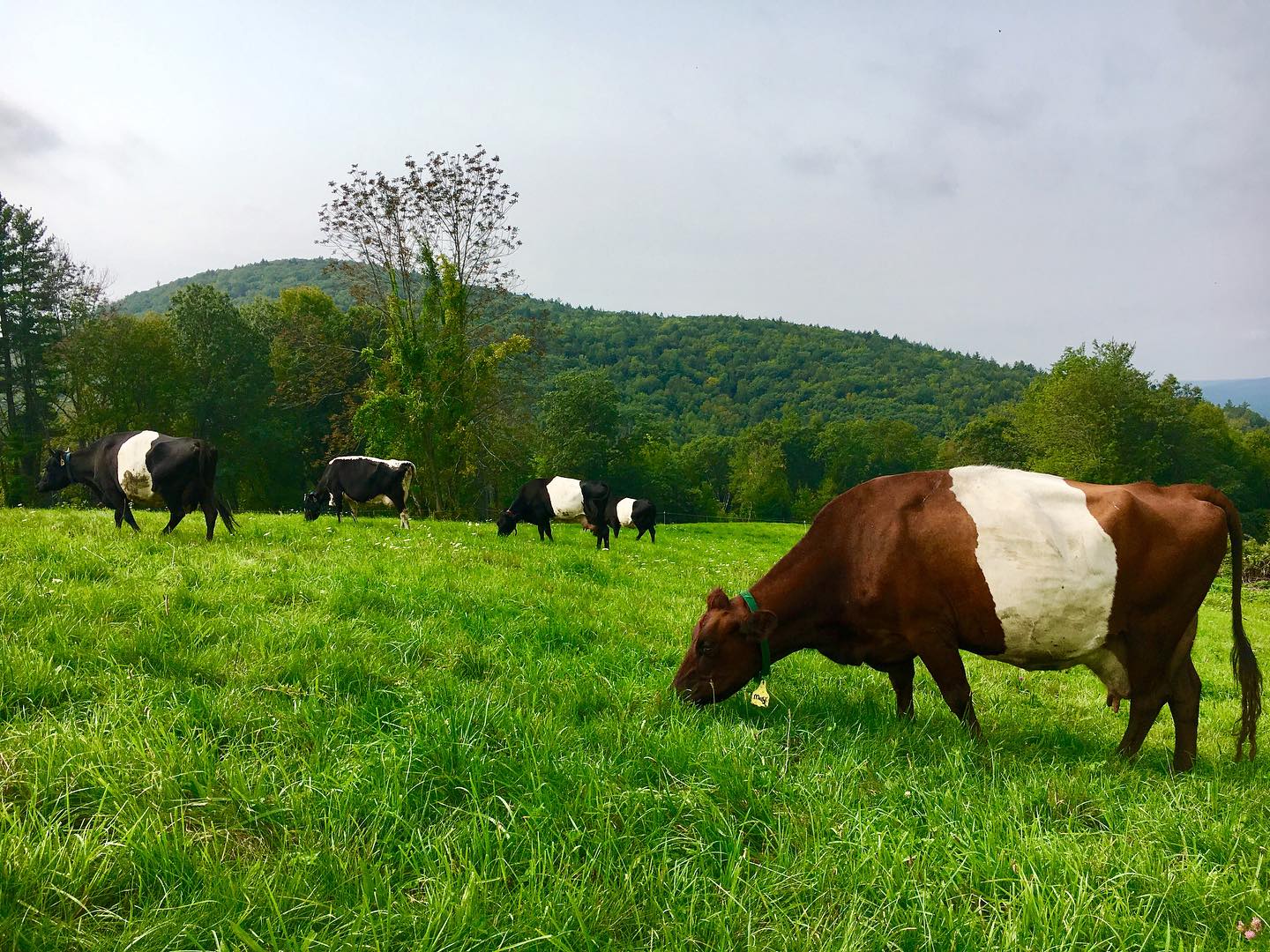 Manning Hill Farm