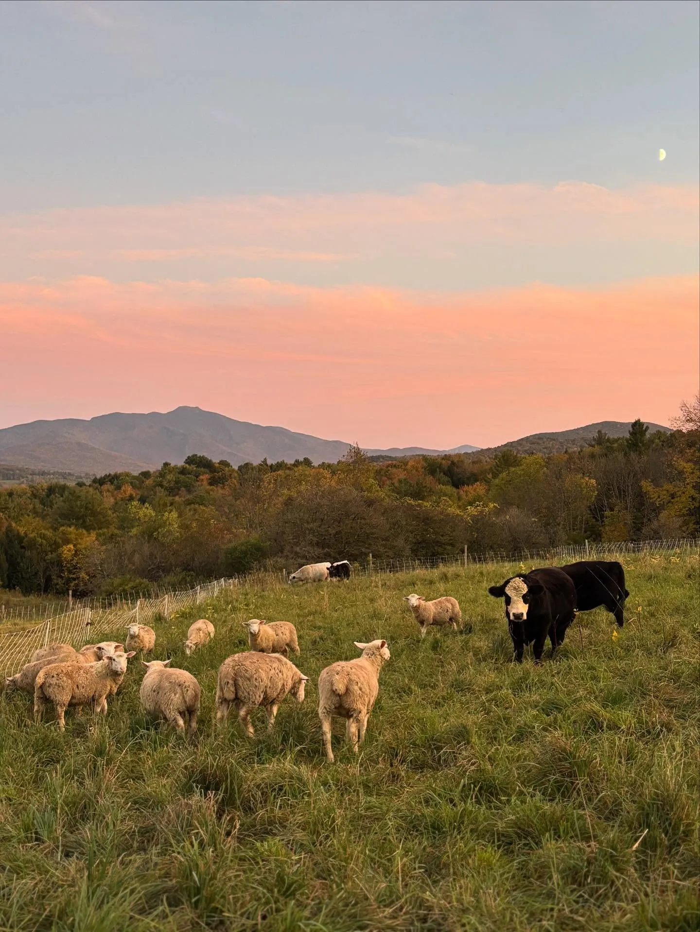 Boneyard Farm