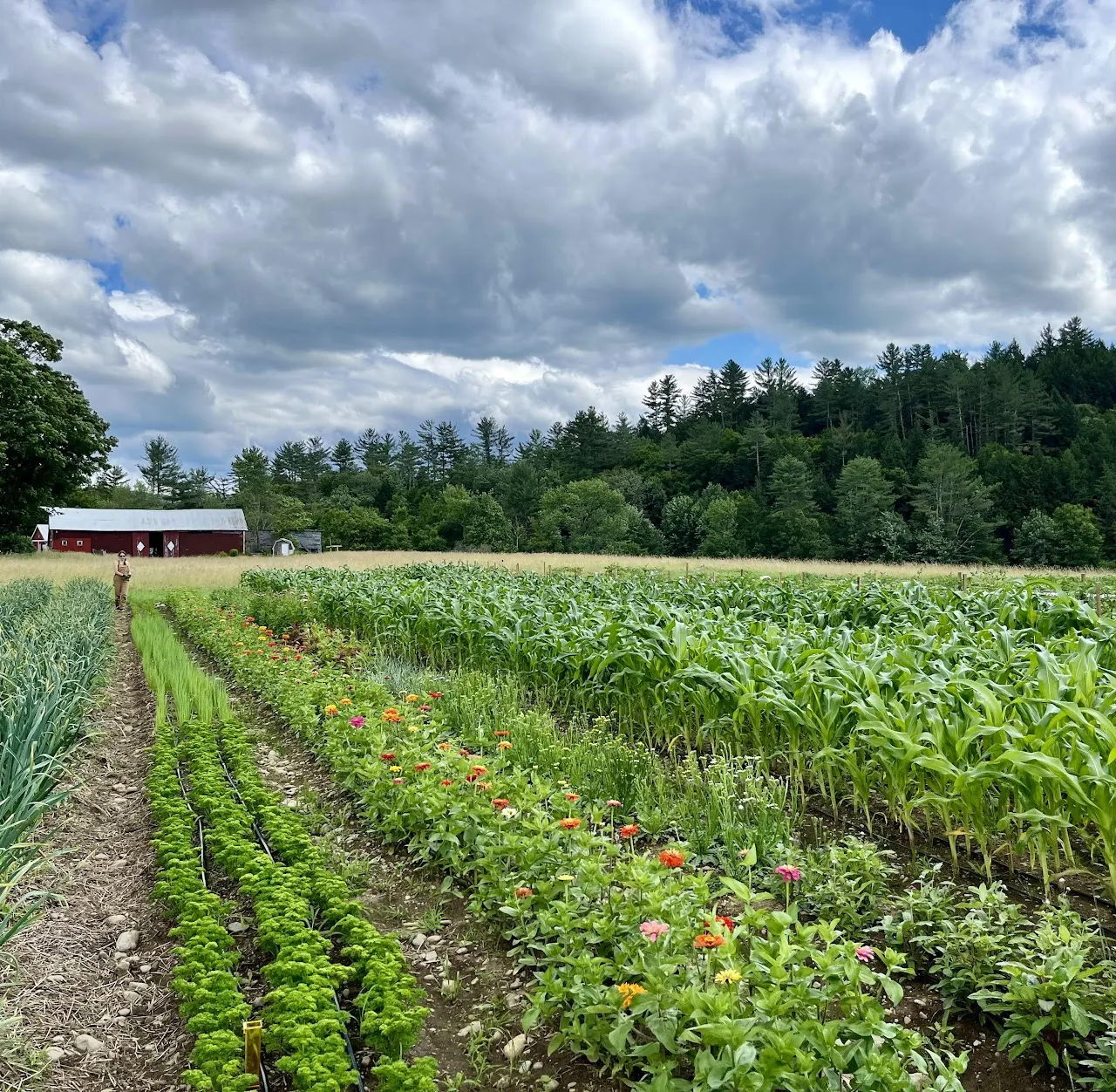 The Farm Upstream