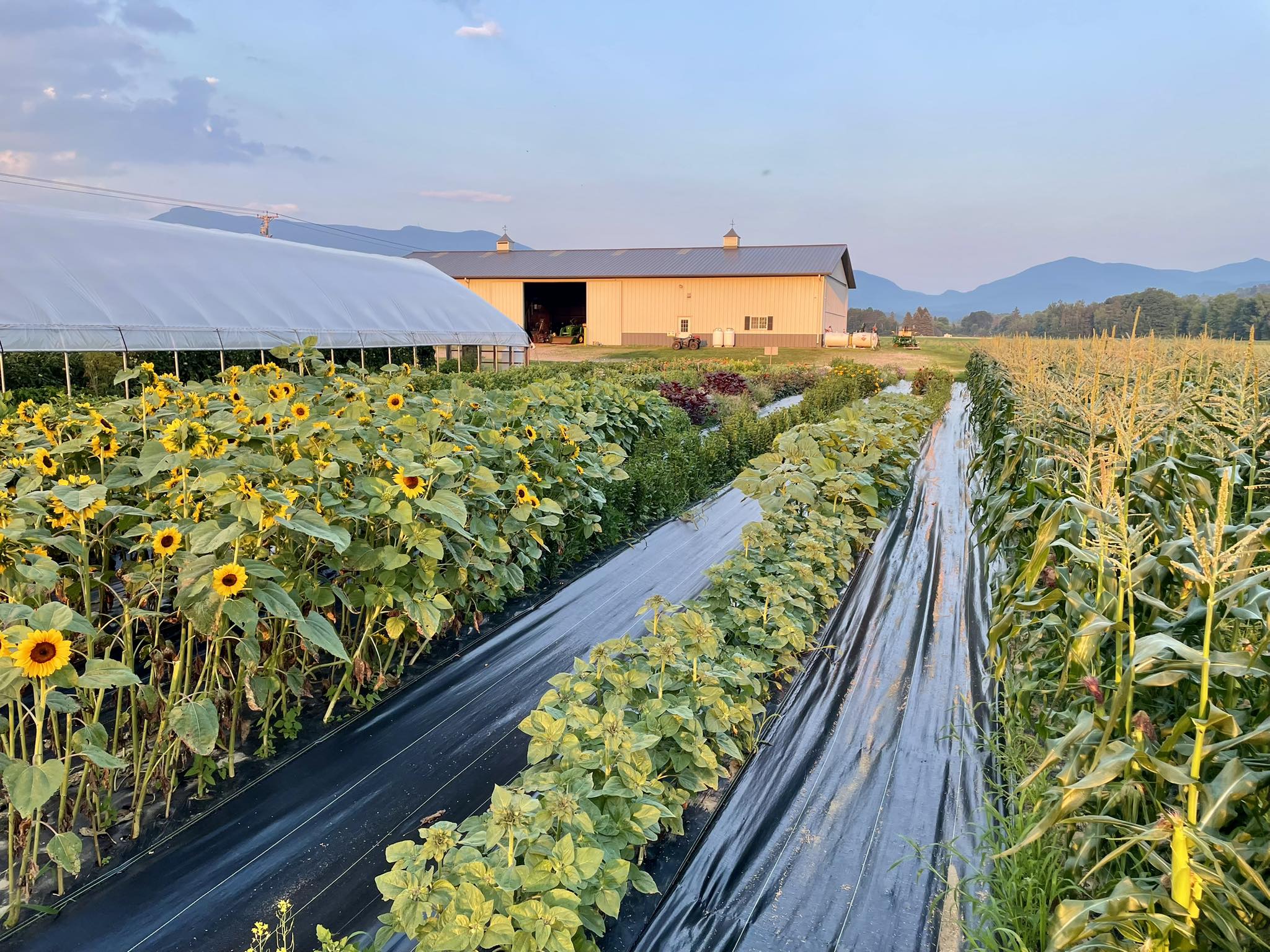 Chamberlin's Farm