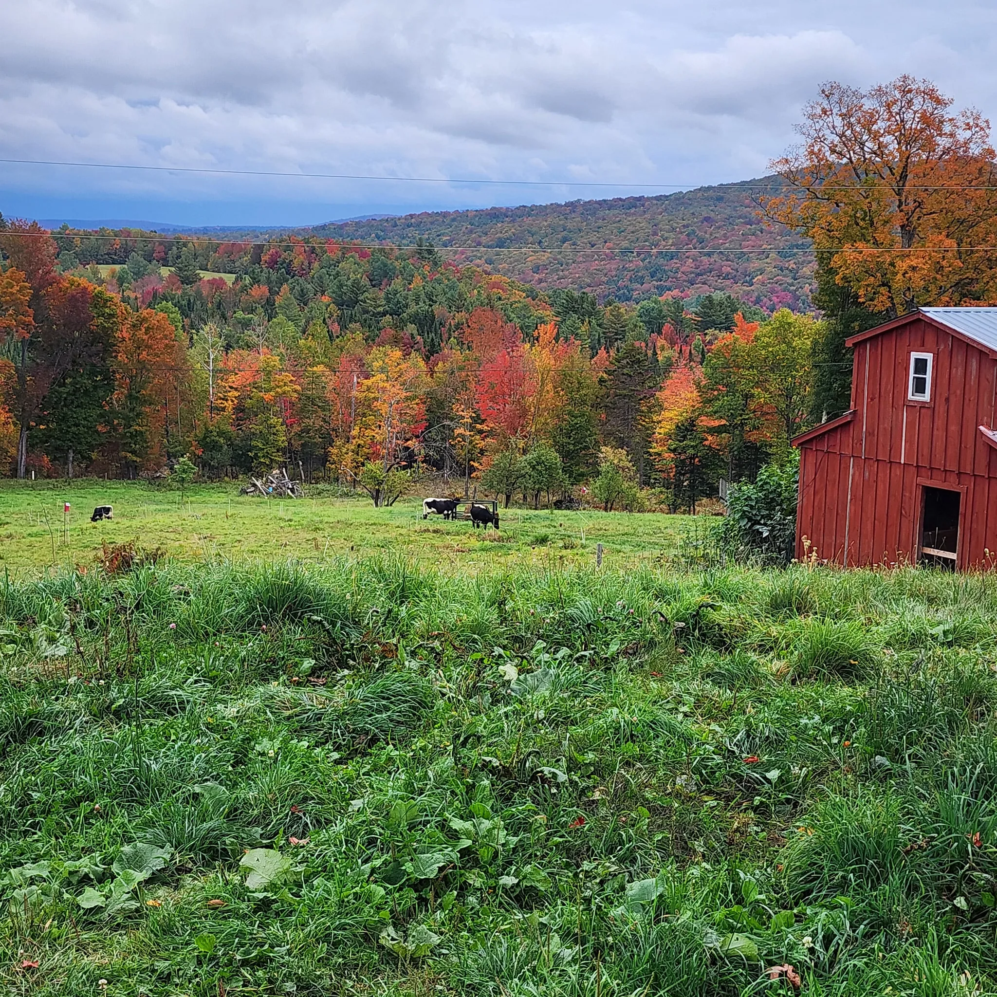 Between the Trees Farm