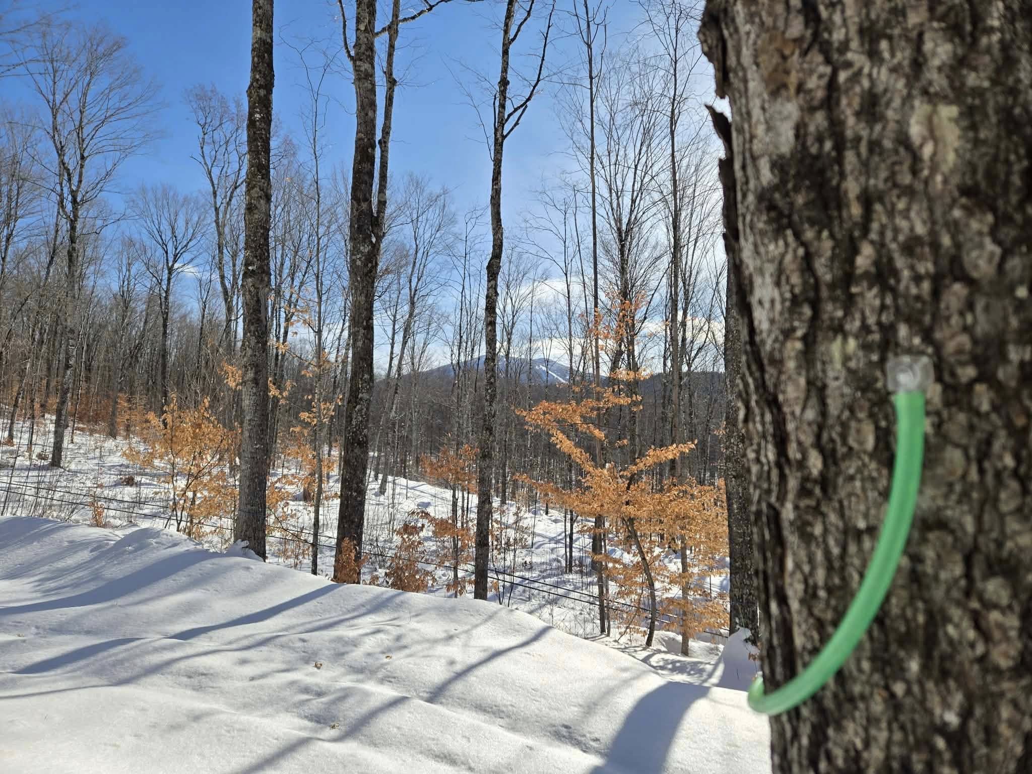 Burke Mountain Maple Company