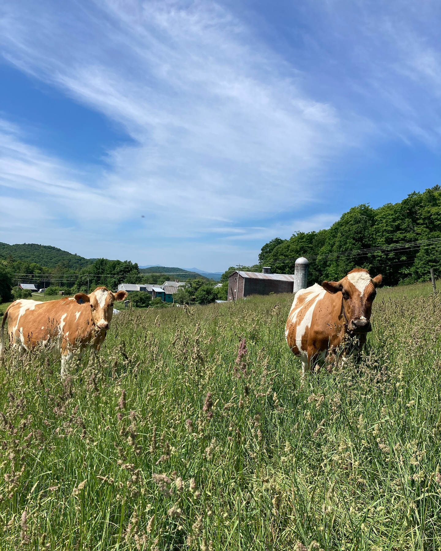 Fledgling Farmstead
