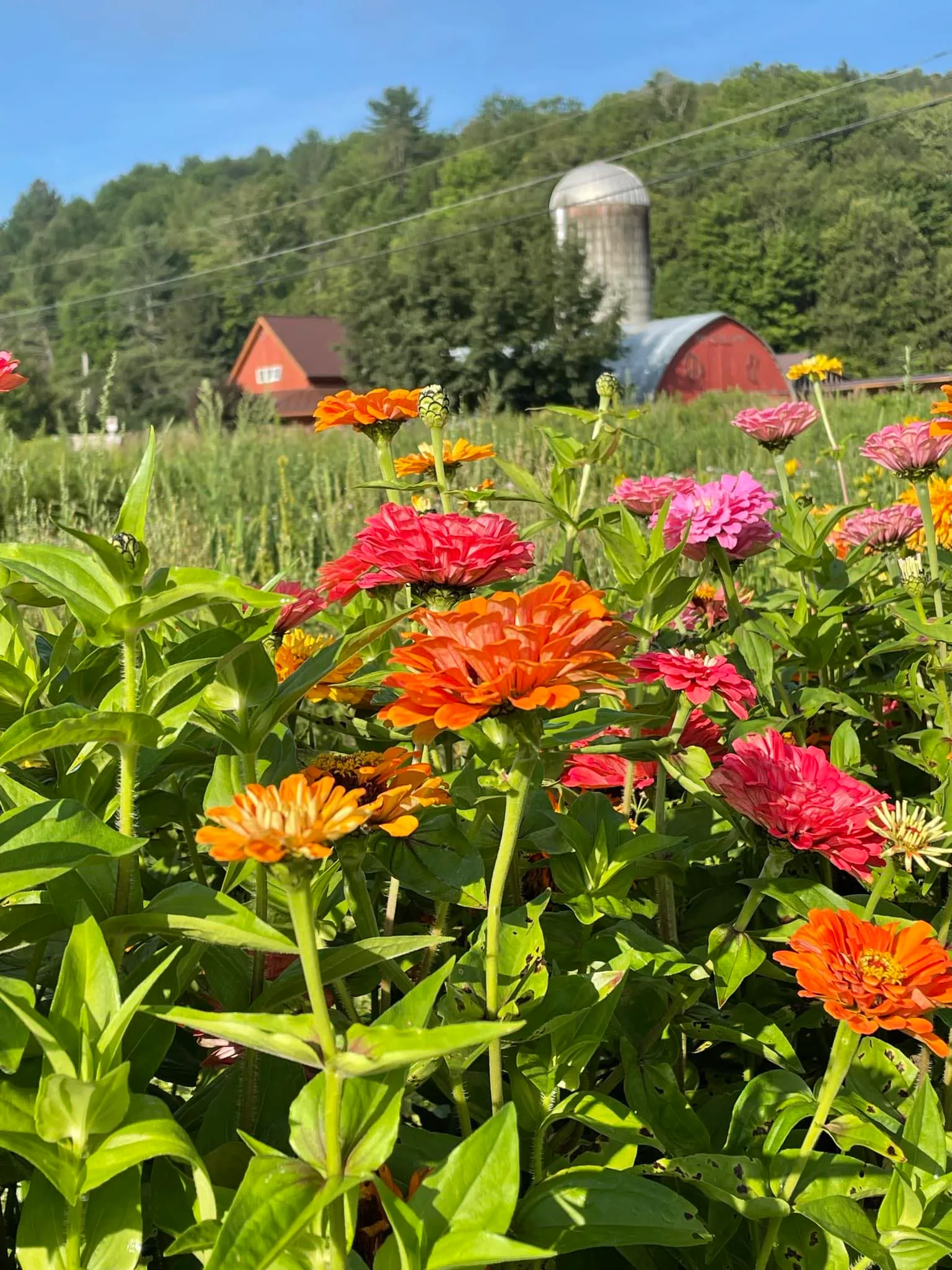 Dog River Farm