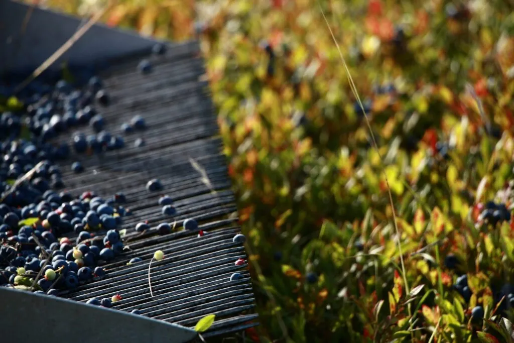 The Benson Place Blueberry Farm