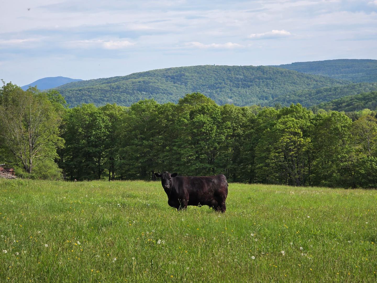 Sugarbush Farm