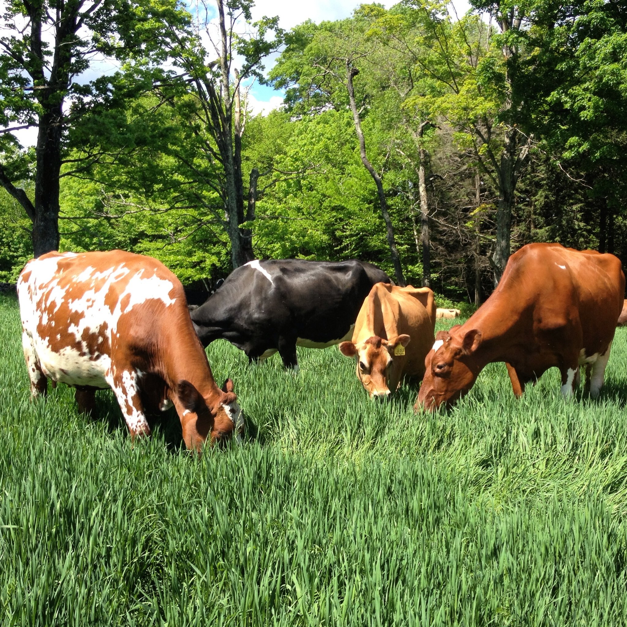 Vermont Farmstead Cheese Company