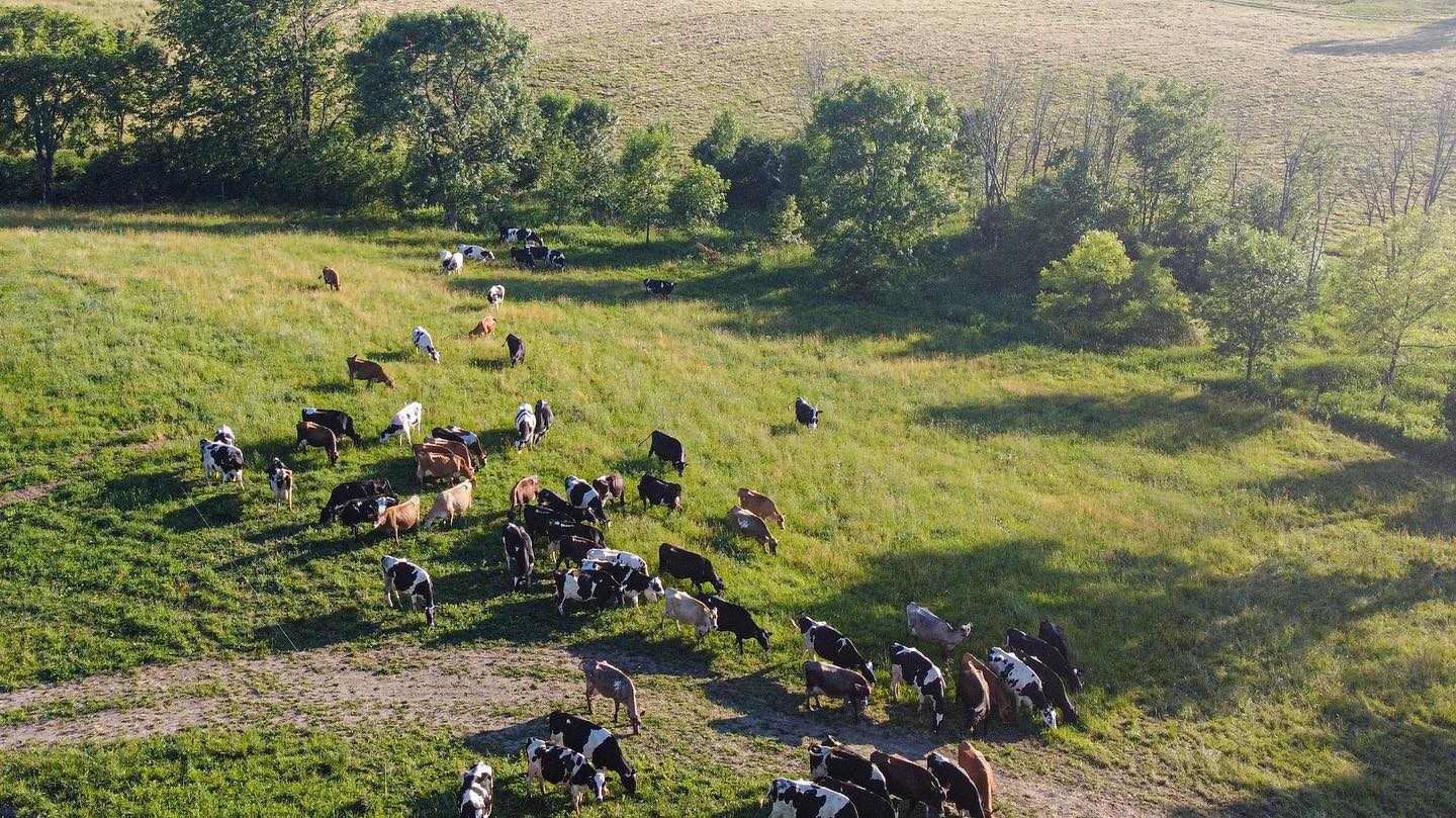Cutting Hill Beef