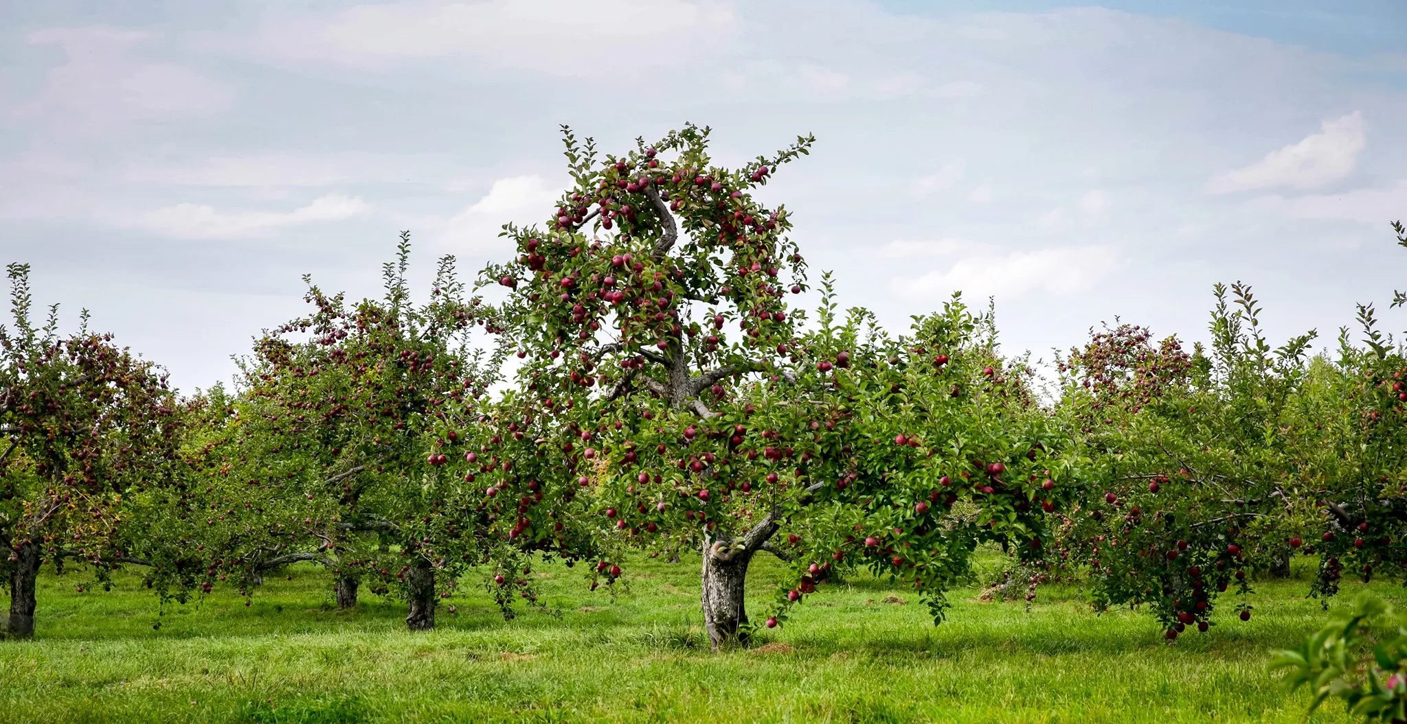 Douglas Orchards