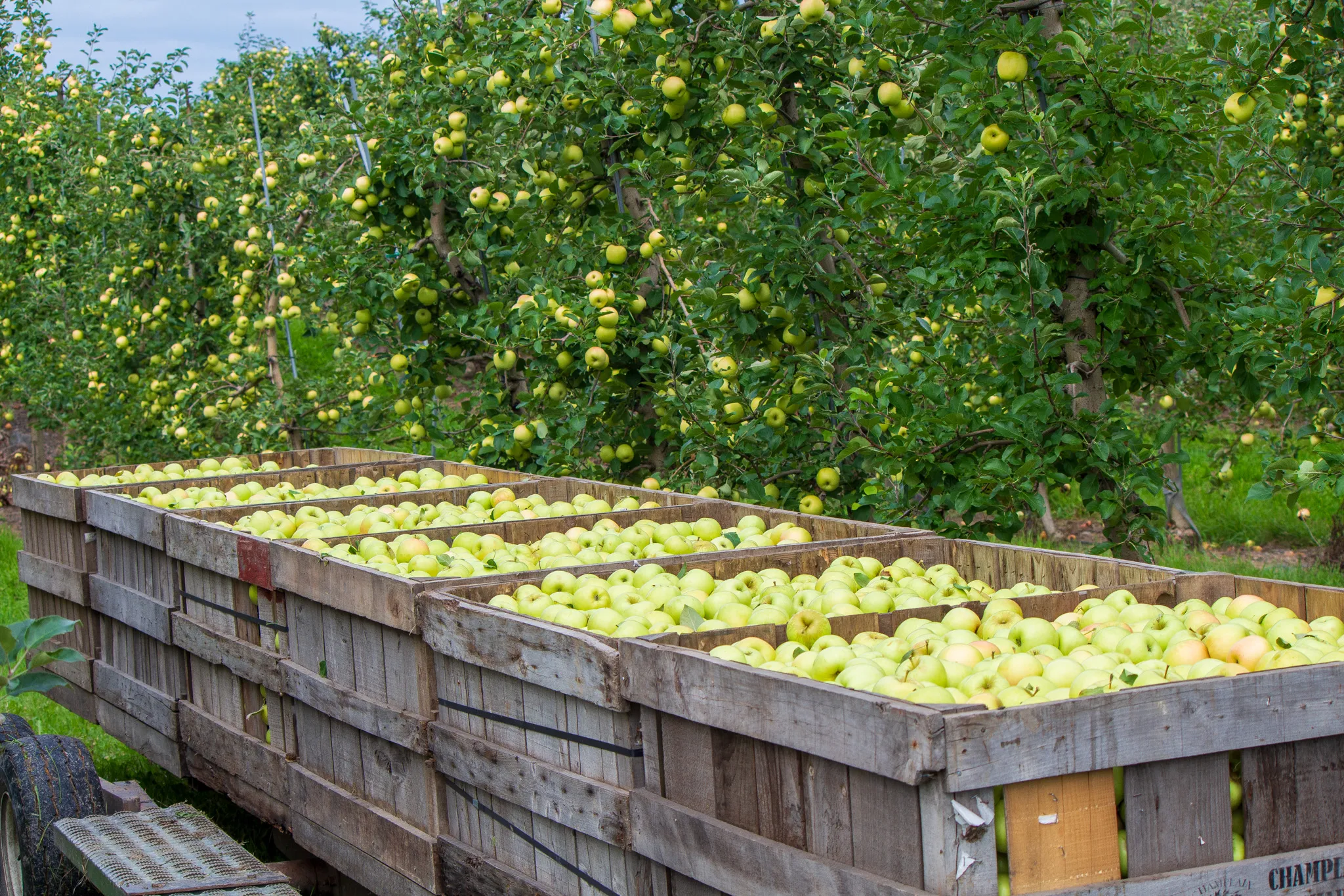 Champlain Orchards