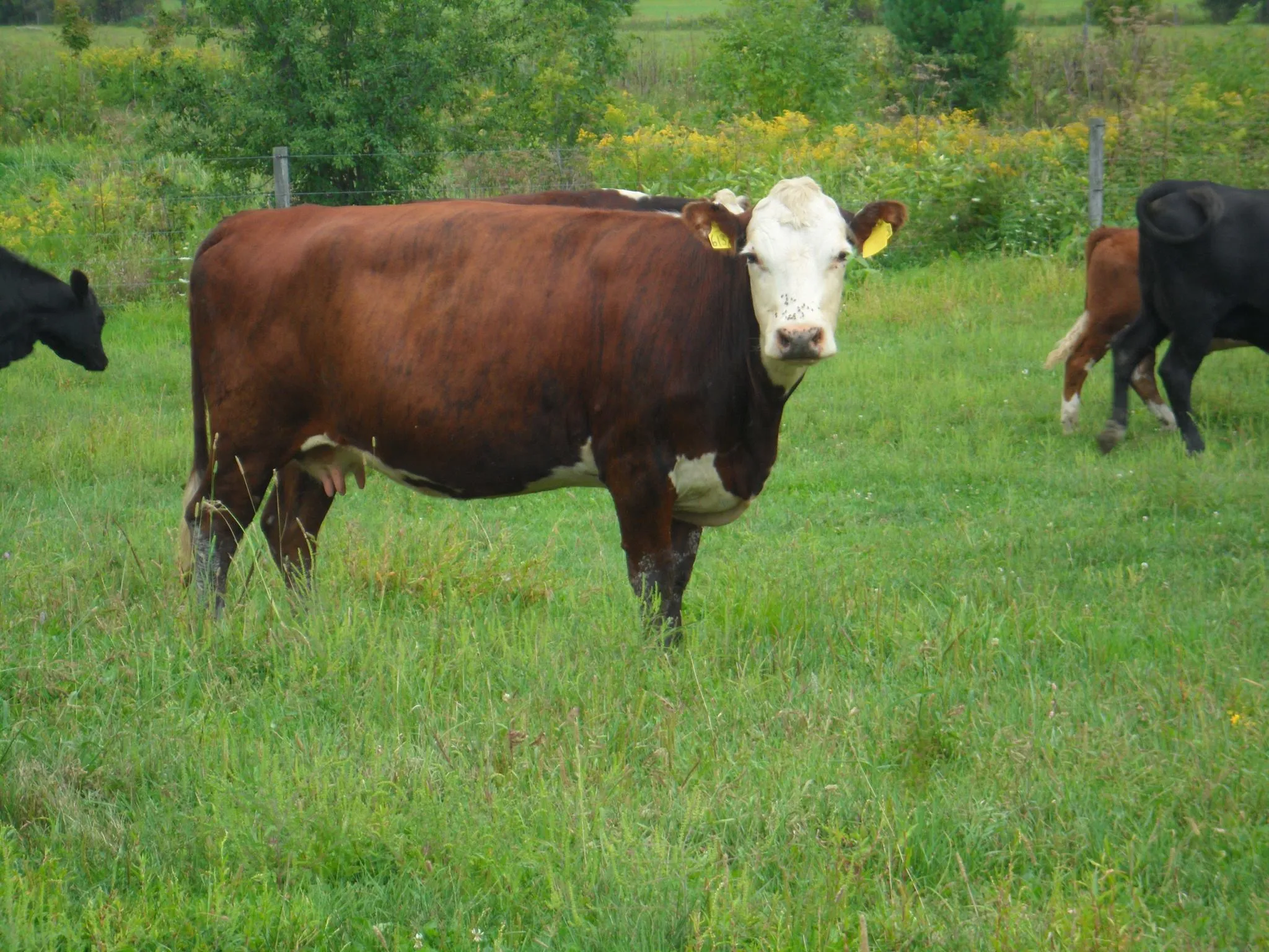 Bur-Ger Farm