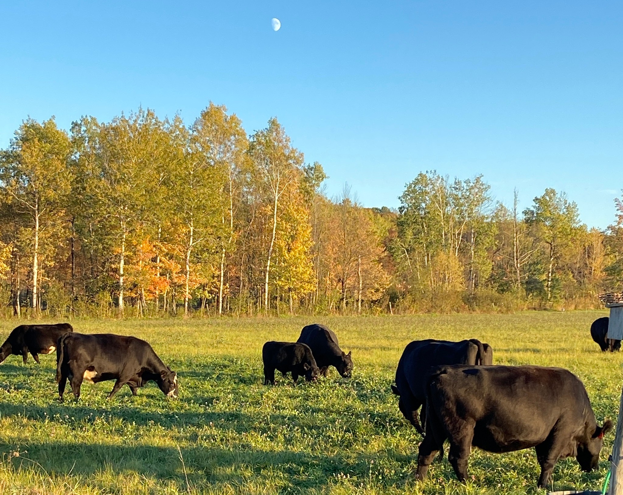 Slate Valley Angus