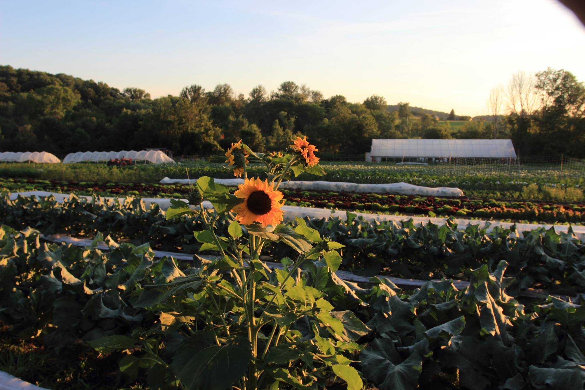 True Love Farm