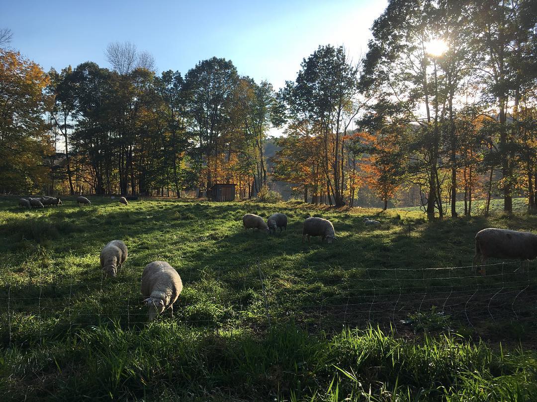 Parish Hill Creamery