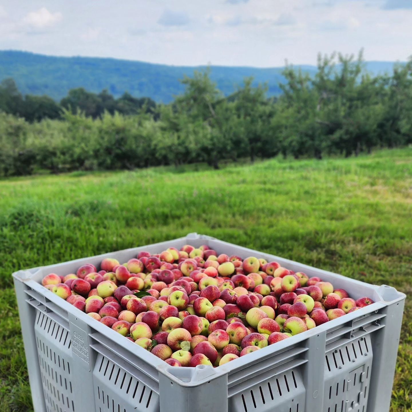 Green Mountain Orchards