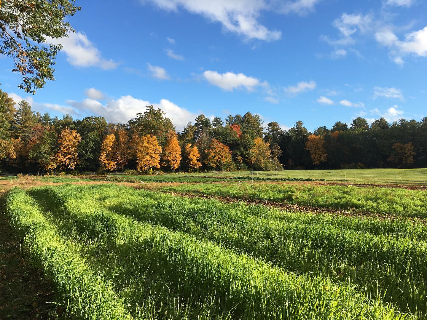 Wild Carrot Farm