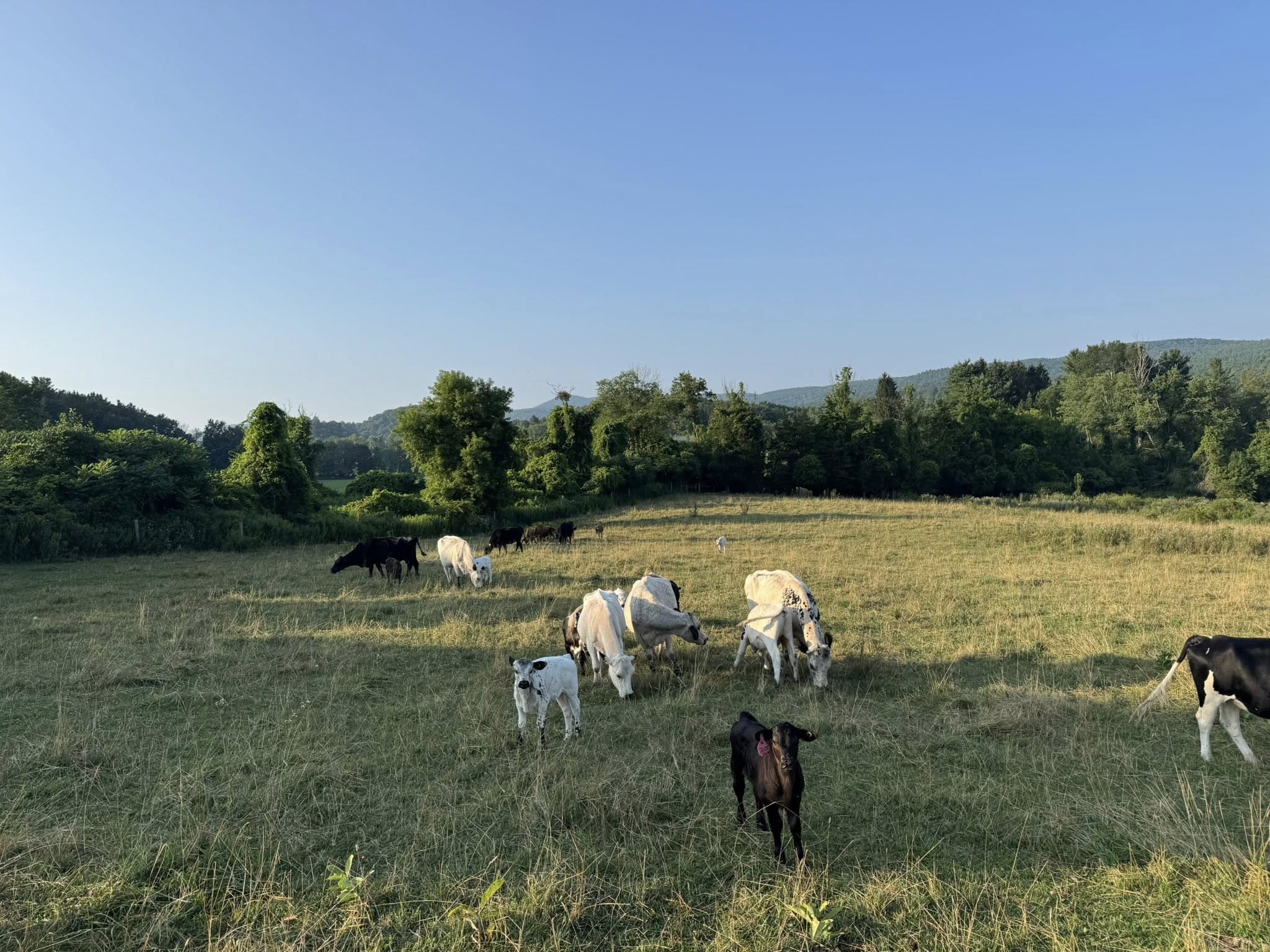 Hilltop Farm