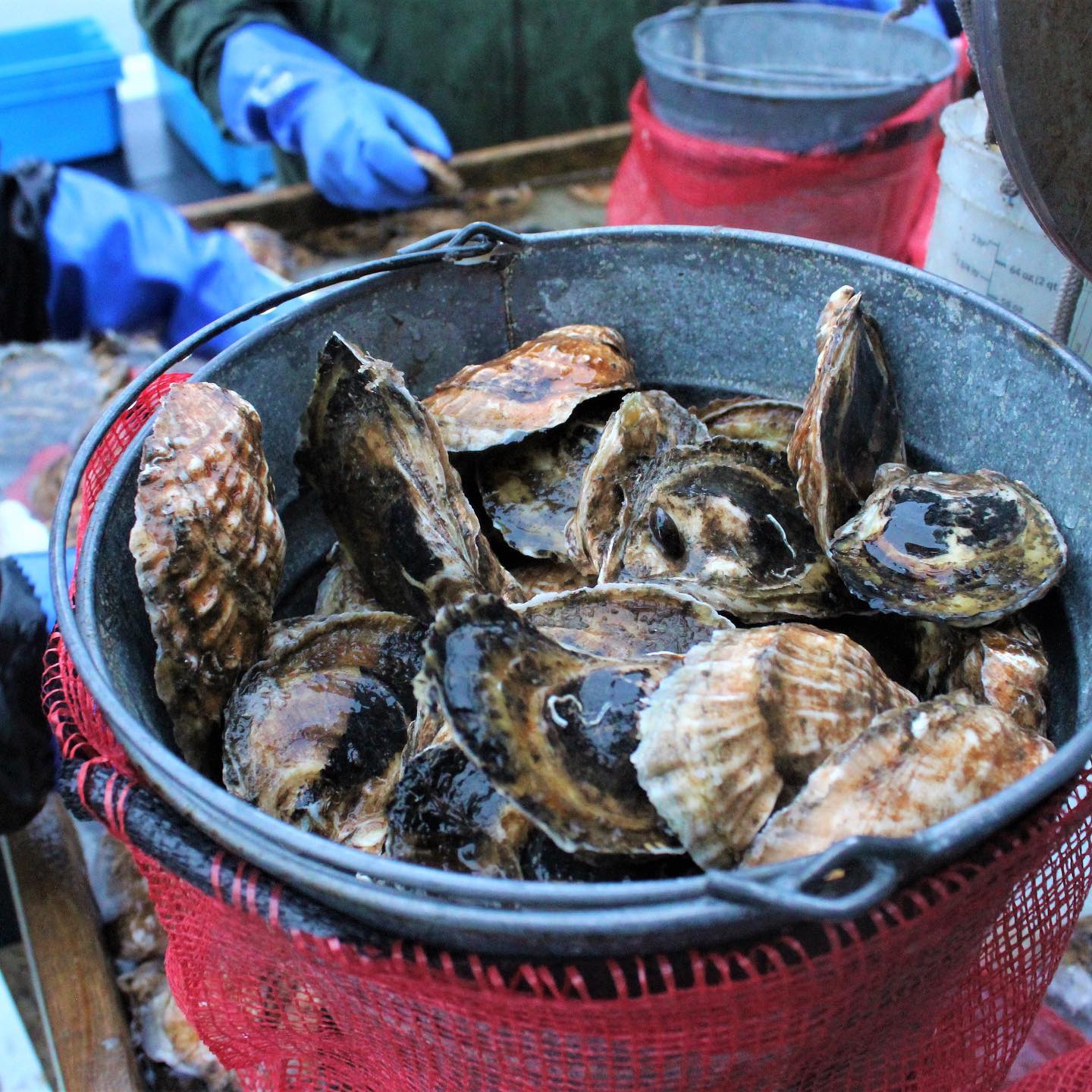 Ocean State Shellfish Cooperative