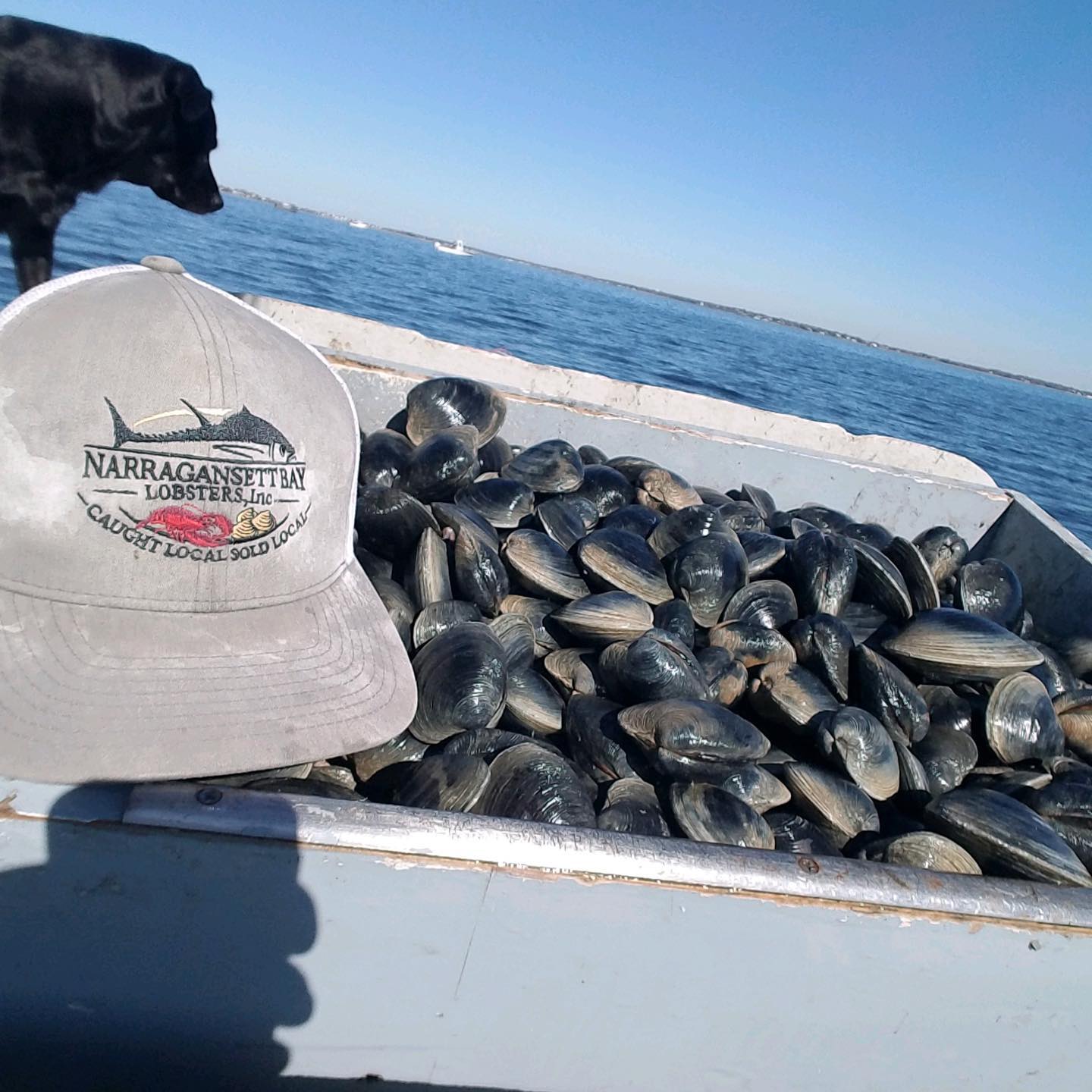 Narragansett Bay Lobsters