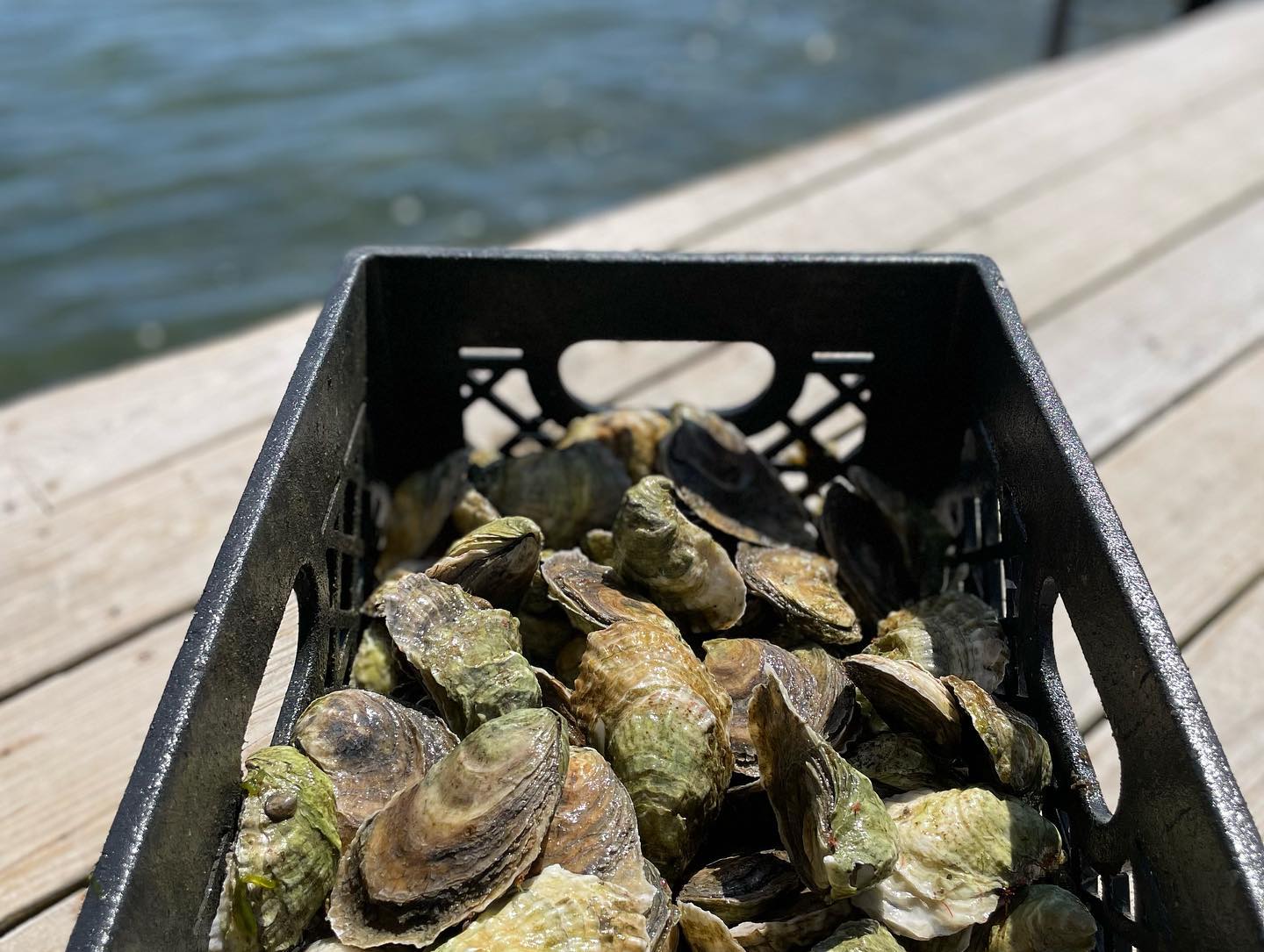 Chatham Shellfish Company