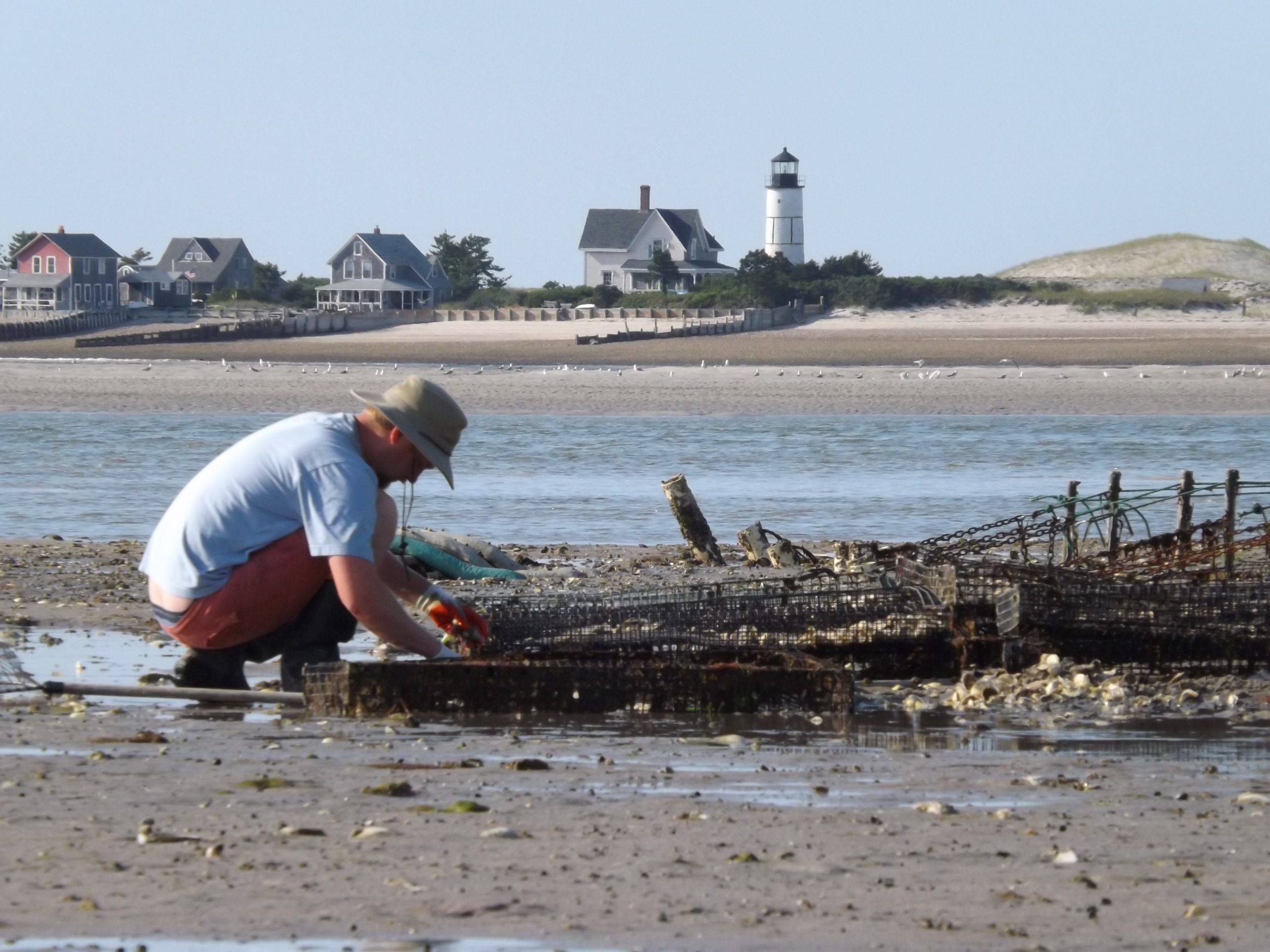 Barnstable Sea Farms