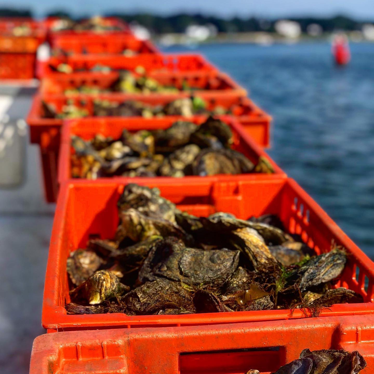 Merry Oysters