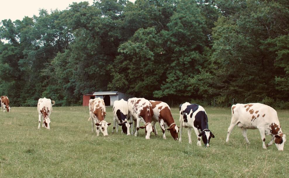 Hornstra Farms
