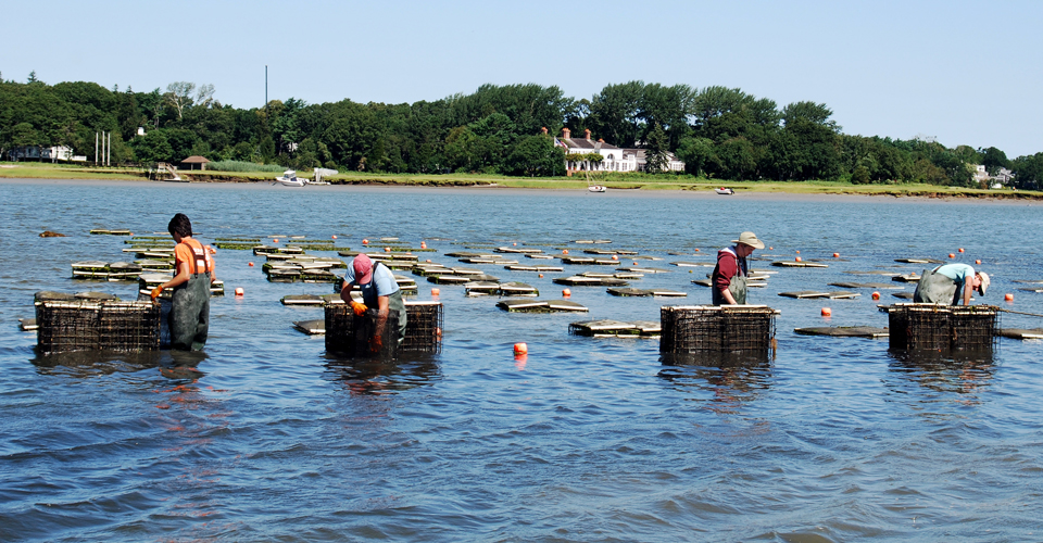 Eagle's Nest Oysters