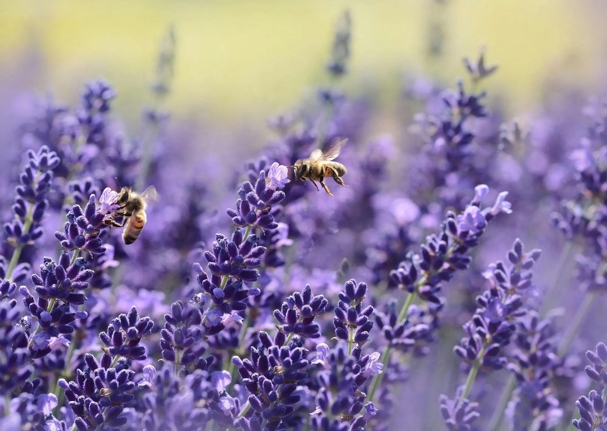 Nettie's Bees