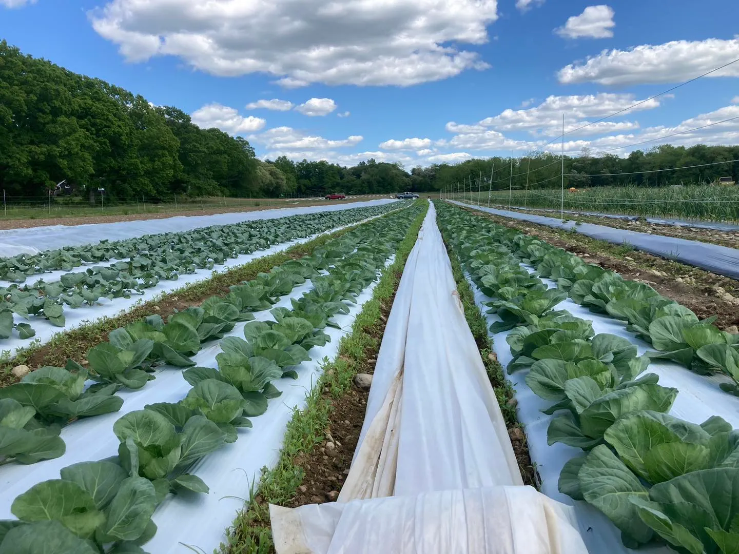 Heart Beets Farm