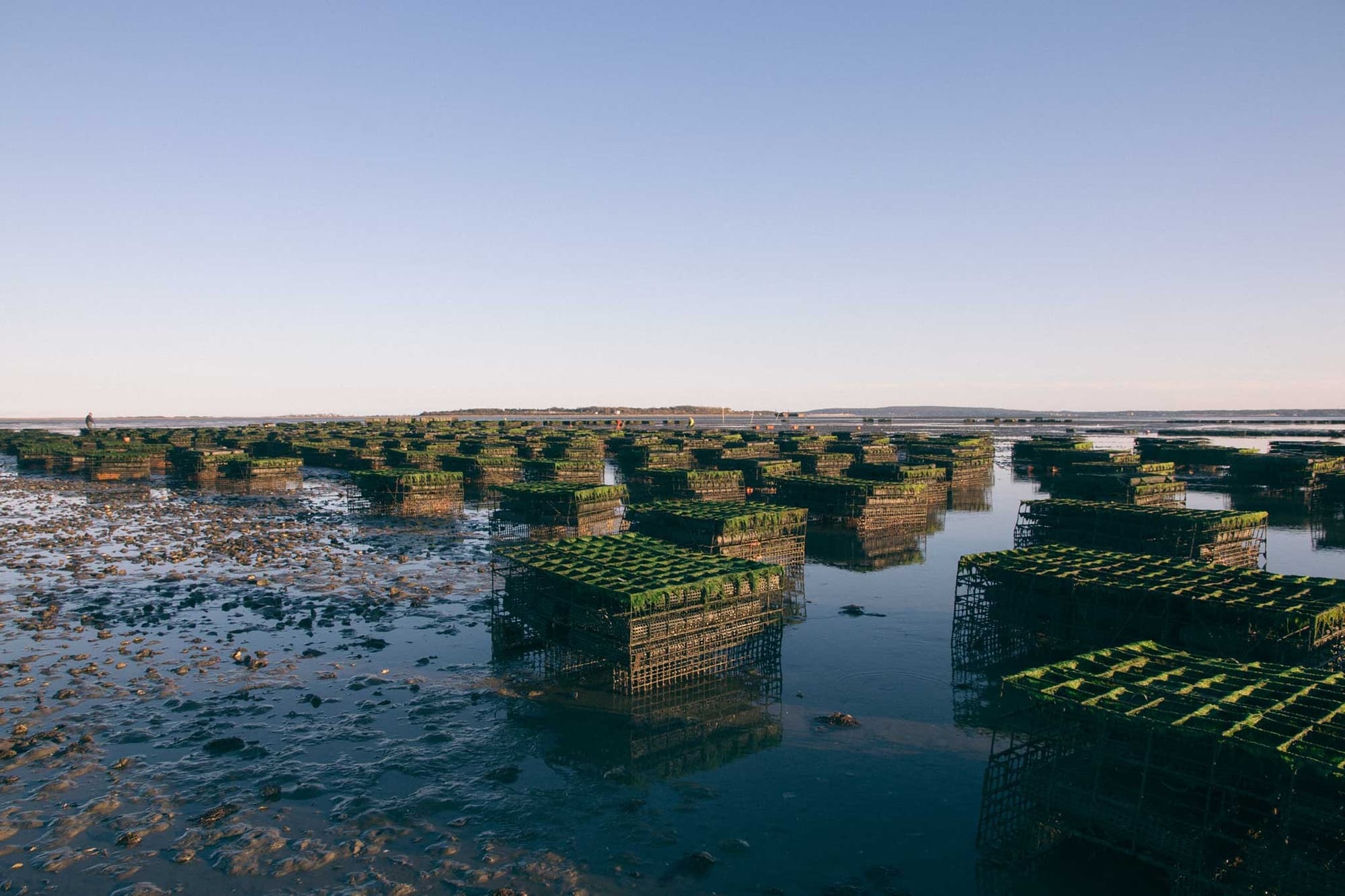 Pangea Shellfish