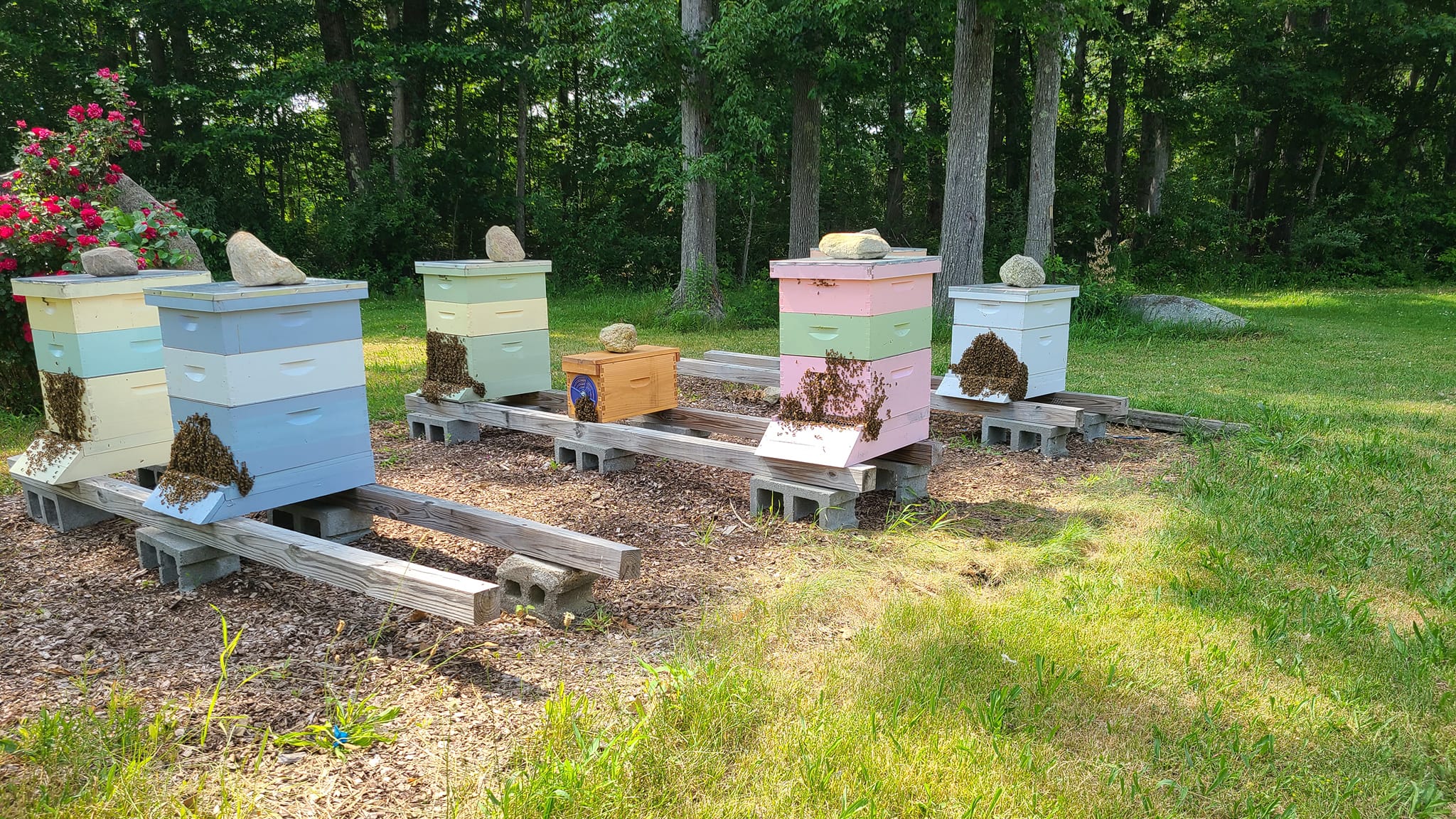 Don't Bee Shy Honey