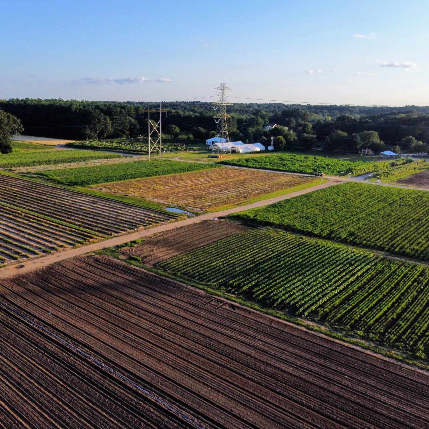 Ward's Berry Farm