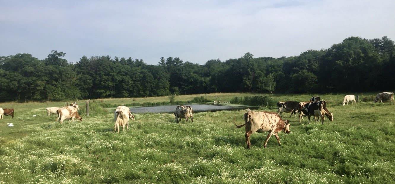 Oake Knoll Farms